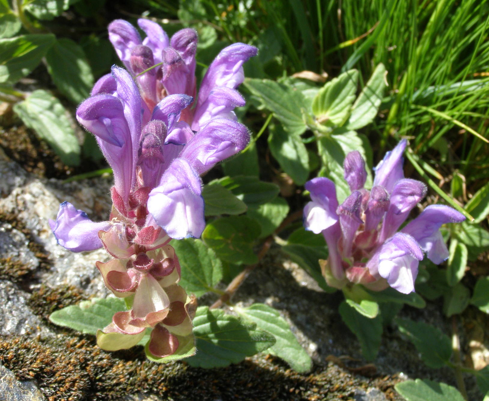 Sul Gran sasso: Scutellaria alpina